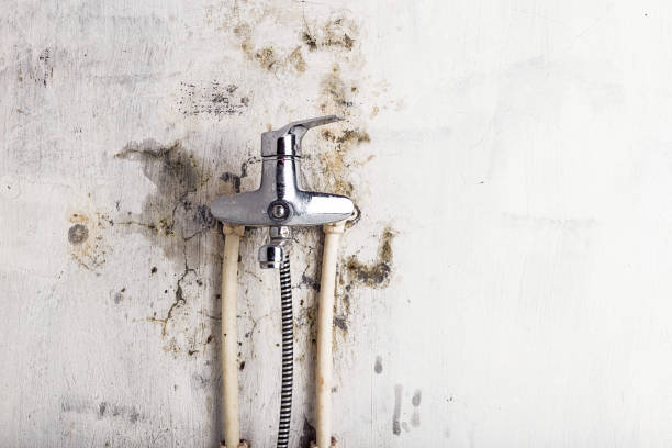 Best Professional Mold Removal  in Crested Butte, CO