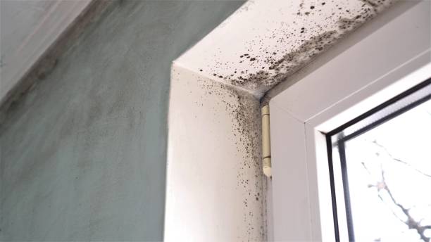 Mold Removal and Inspection in Crested Butte, CO