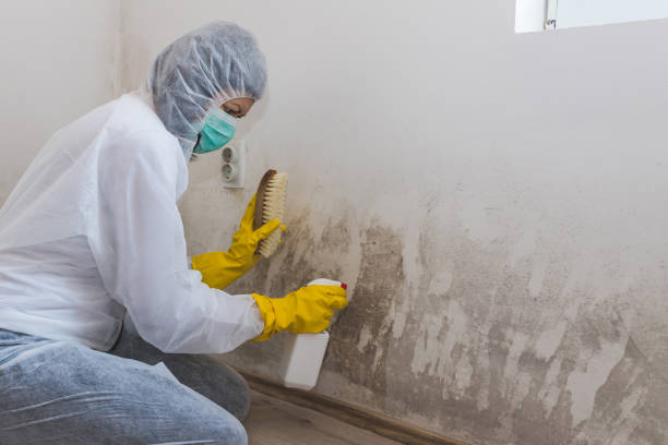 Best Black Mold Removal  in Crested Butte, CO