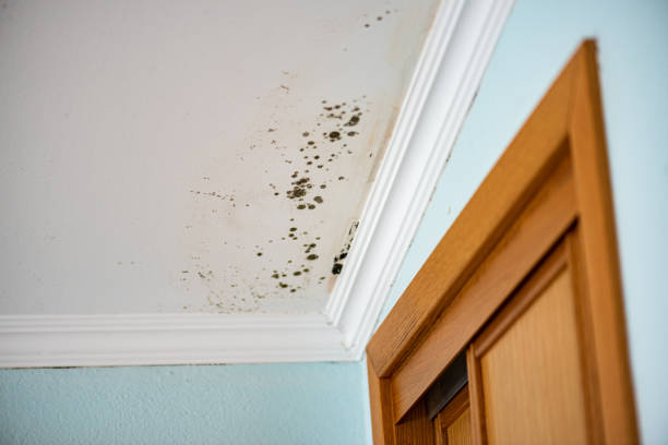 Best Local Mold Removal Service  in Crested Butte, CO