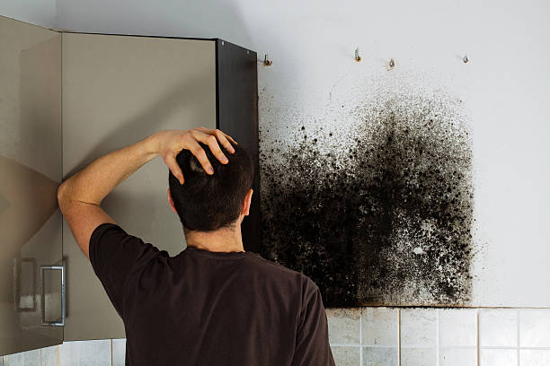 Crawl Space Mold Removal in Crested Butte, CO